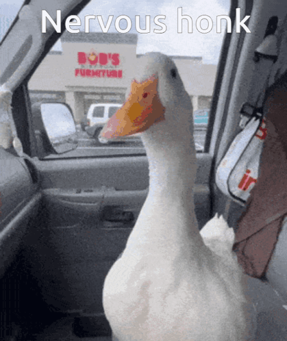 A Duck In A Car With A Bob 'S Furniture Store Behind It GIF