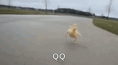 A Duck Is Running Down A Road . GIF