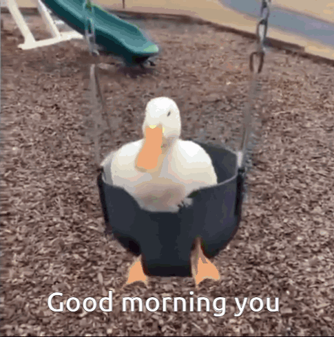 A Duck Is Sitting In A Swing With The Words `` Good Morning You '' Written Below It . GIF