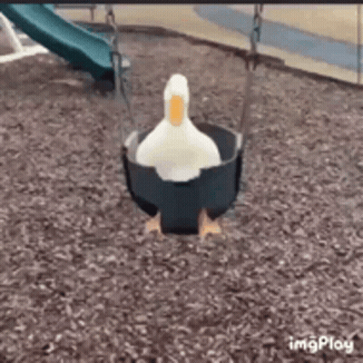 A Duck Is Sitting On A Swing In A Park . GIF