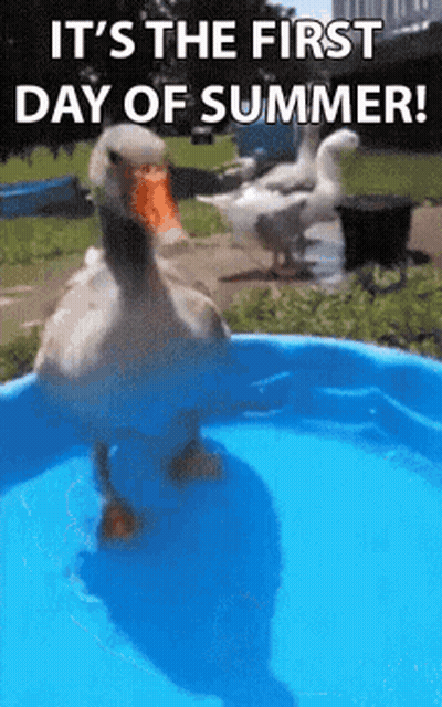 A Duck Is Standing In A Pool Of Water With A Caption That Says `` It 'S The First Day Of Summer '' . GIF