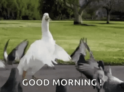 A Duck Is Standing In Front Of A Flock Of Pigeons And Says `` Good Morning '' . GIF