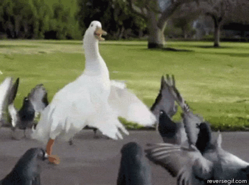 A Duck Is Standing In Front Of A Flock Of Pigeons .. GIF