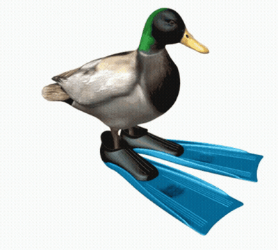 A Duck Is Standing On A Pair Of Blue Swimming Fins GIF