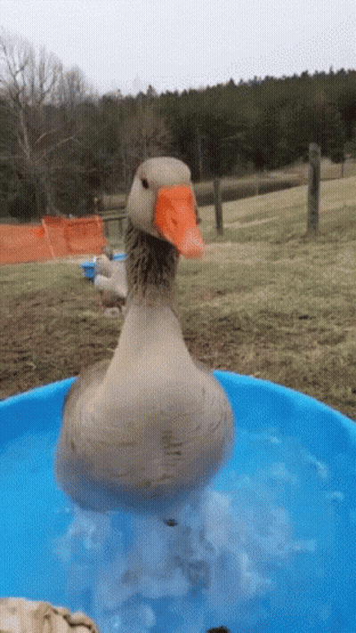 A Duck Is Swimming In A Small Pool Of Water GIF