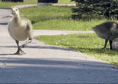 A Duck Is Walking Down A Sidewalk While Another Duck Looks On GIF