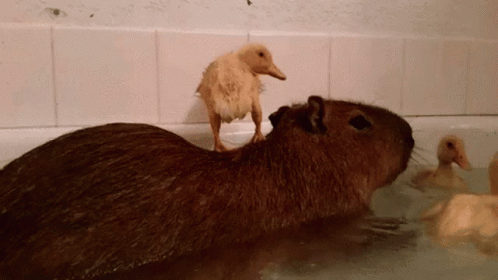 A Duck Standing On Top Of A Beaver In A Bathtub GIF