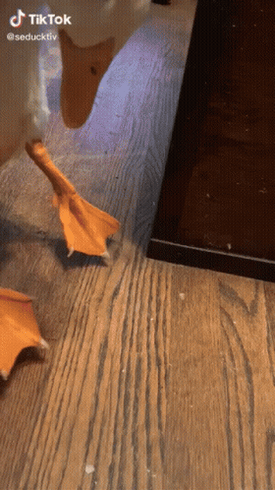 A Duck Walking On A Wooden Floor With A Tiktok Watermark On The Bottom GIF