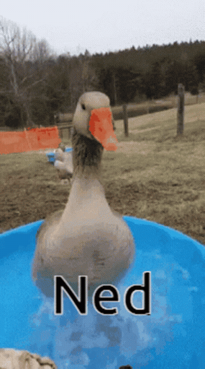 A Duck With An Orange Beak Is Swimming In A Blue Pool With The Word Ned Written On It GIF