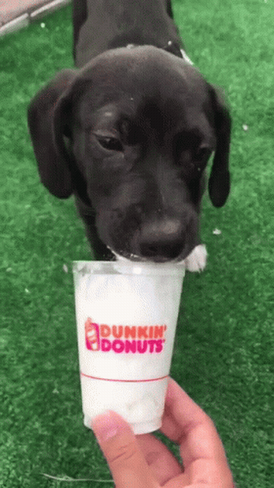 A Dunkin ' Donuts Cup Is Being Held By A Dog GIF