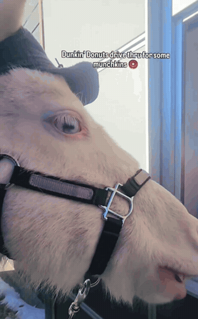 A Dunkin ' Donuts Drive Thru For Some Munchkins Advertisement GIF