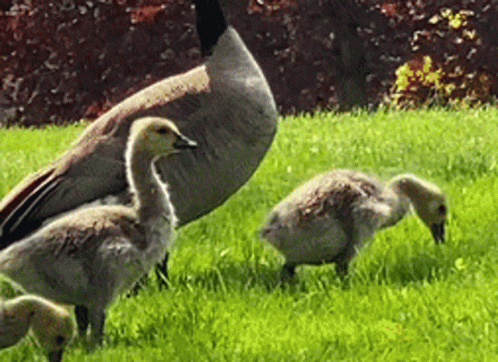 A Family Of Ducks Standing In A Grassy Field GIF