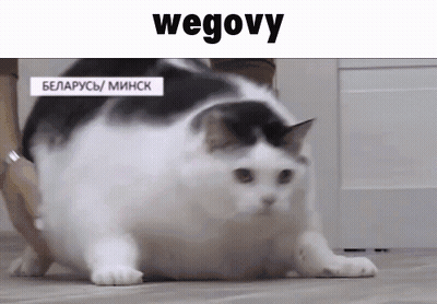 A Fat Black And White Cat Is Walking On The Floor . GIF