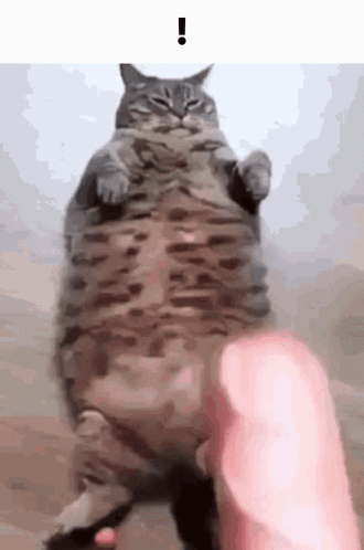 A Fat Cat Is Being Held By A Person . GIF
