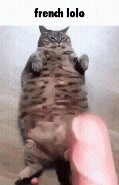A Fat Cat Is Being Held By A Person 'S Hand . GIF