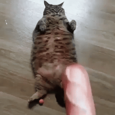 A Fat Cat Is Laying On Its Back On A Wooden Floor And Playing With A Toy . GIF