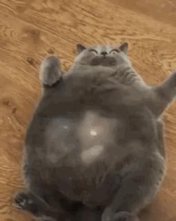 A Fat Cat Is Laying On Its Back On The Floor . GIF