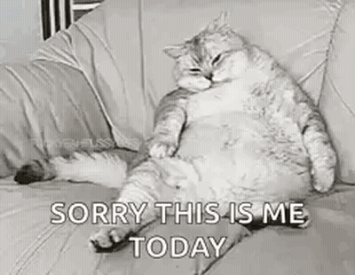 A Fat Cat Is Sitting On A Couch . GIF