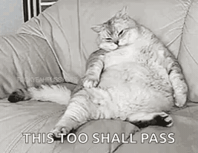 A Fat Cat Is Sitting On A Couch With The Words `` This Too Shall Pass '' Written On It . GIF