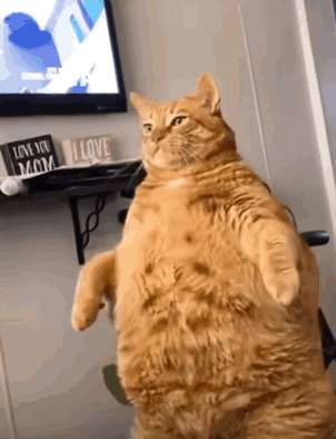 A Fat Cat Is Standing In Front Of A Tv With A Sign That Says I Love You Mom GIF