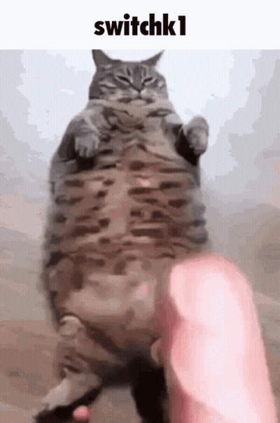 A Fat Cat Is Standing On Its Hind Legs And Being Held By A Person 'S Hand . GIF
