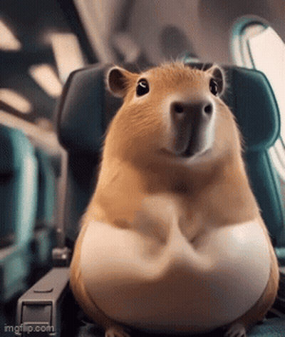 A Fat Hamster Is Sitting In A Chair On A Plane . GIF