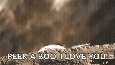 A Feather Is Laying On A Rock With The Words `` Peek A Boo , I Love You '' Written On It . GIF