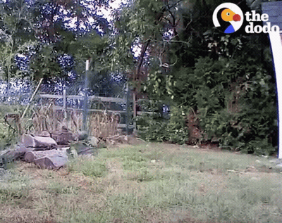 A Fenced In Area With A Sign That Says The Dodo On It GIF