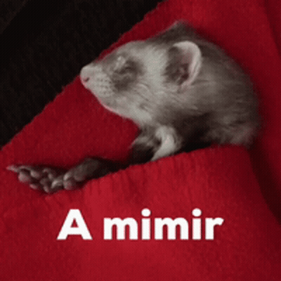 A Ferret Is Laying On A Red Blanket With The Words A Mimir Written Below It GIF