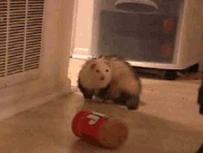 A Ferret Is Playing With A Can That Says ' Coca Cola ' On It GIF