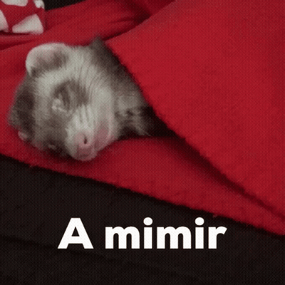 A Ferret Is Sleeping Under A Red Blanket With The Words A Mimir Written Above It GIF