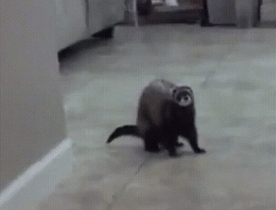 A Ferret Walking On A Tiled Floor In A Kitchen GIF