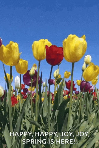 A Field Of Colorful Tulips With The Words Happy Happy Joy Joy Spring Is Here On The Bottom GIF