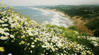 A Field Of Daisies On A Hillside Overlooking The Ocean GIF
