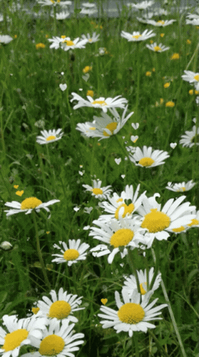 A Field Of Daisies With A Yellow Center And White Petals GIF