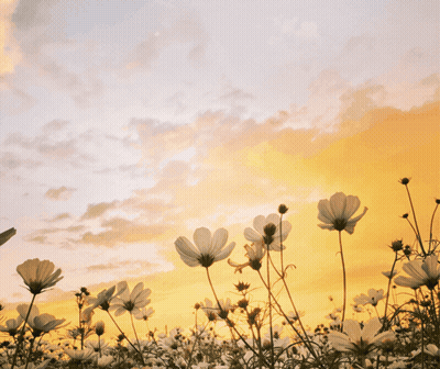 A Field Of Flowers With The Words Good Morning My Honey Have A Great Day My Love On It GIF