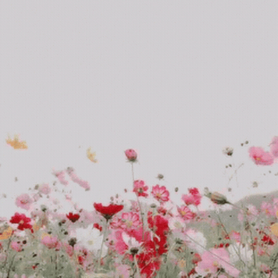 A Field Of Pink And Red Flowers With A White Sky In The Background . GIF