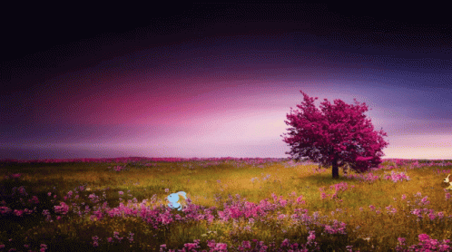 A Field Of Pink Flowers With A Tree In The Background GIF