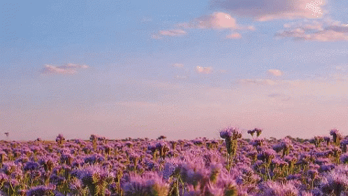 A Field Of Purple Flowers Against A Blue Sky GIF