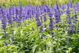 A Field Of Purple Flowers With Green Leaves In A Garden . GIF