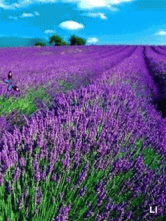 A Field Of Purple Flowers With The Letter L On The Bottom Left GIF