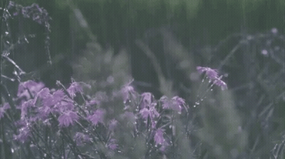 A Field Of Purple Flowers With Water Drops On Them In The Rain GIF