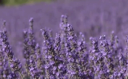 A Field Of Purple Lavender Flowers Growing In The Sunlight GIF