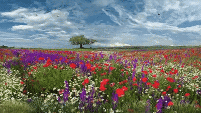 A Field Of Red And Purple Flowers With A Tree In The Distance GIF