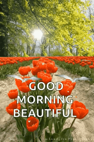 A Field Of Red Flowers With The Words `` Good Morning Beautiful '' Written On It . GIF