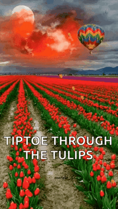 A Field Of Red Tulips With A Hot Air Balloon Flying Over It . GIF
