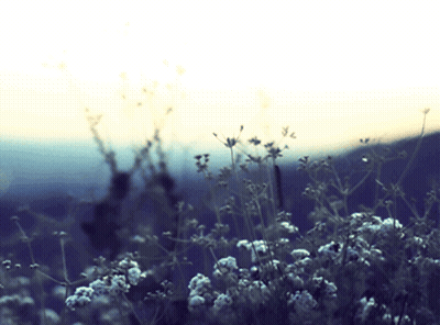 A Field Of Small White Flowers With A Sunset In The Background GIF