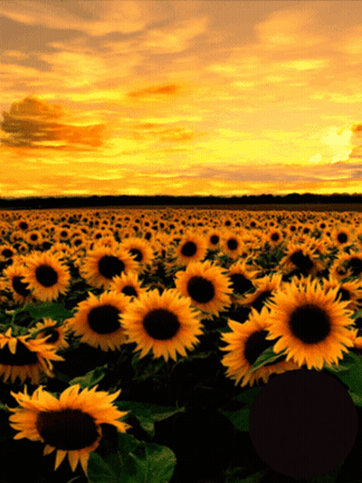 A Field Of Sunflowers At Sunset With A Sunset In The Background GIF