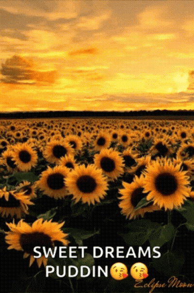 A Field Of Sunflowers At Sunset With The Words Sweet Dreams Puddin On The Bottom GIF