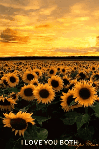 A Field Of Sunflowers With A Sunset In The Background GIF